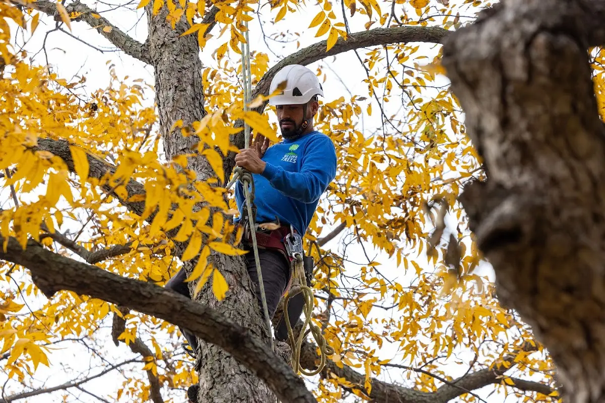 Skilled Emergency Tree Service crew working in Plainfield
